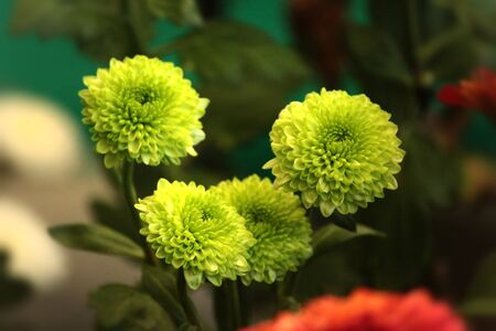 Unique green flowers playing with each otherの写真素材
