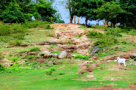 A beautiful evergreen meadow of a tribal villageの写真素材
