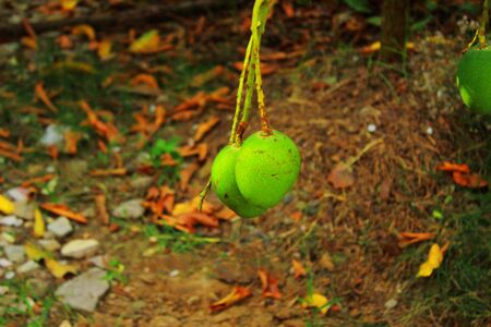A pair of green ripe mangoes hanging in a jungle looking impressiveの写真素材