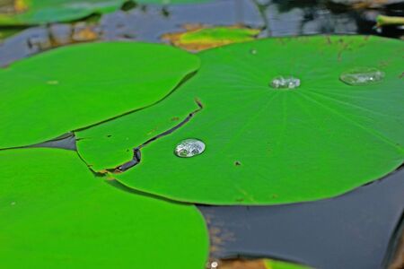 Few droplets of water above a green leaves looks impressiveの写真素材