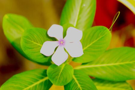 It's a beautiful click that the white flower is showing its beauty at dawnの写真素材