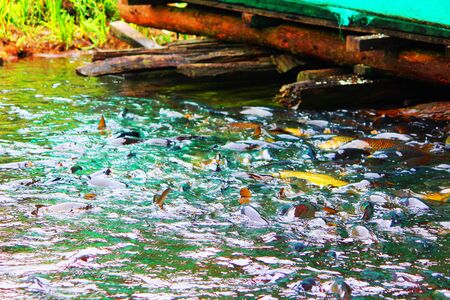 A swarm of fish waiting for lunch in a lakeの写真素材