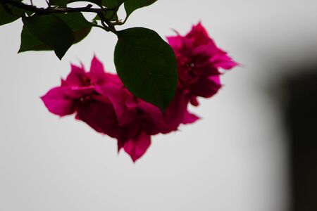 On a cloudy day, the lone flower is upsetの写真素材