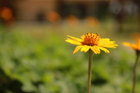 A sunflower flower reveals its beauty in front of the camera lensの写真素材