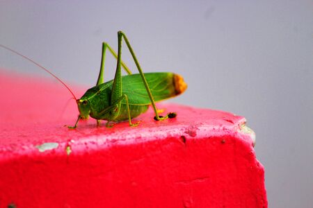 A specific center green grasshopper sitting and hanging tight for an extraordinary bounce on the cameraの写真素材
