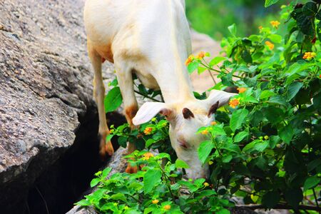 A white goat eating or scanning for his food amidst natureの写真素材