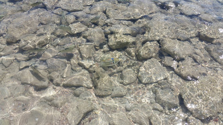 Red sea fish in the water. Egypt