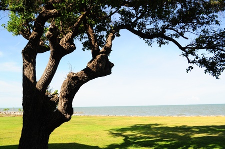 Trees Near the beach. の写真素材