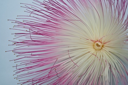 Daykornahri flowers.の写真素材