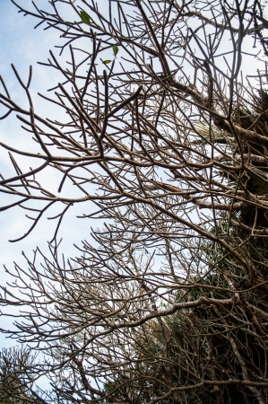Tree の写真素材