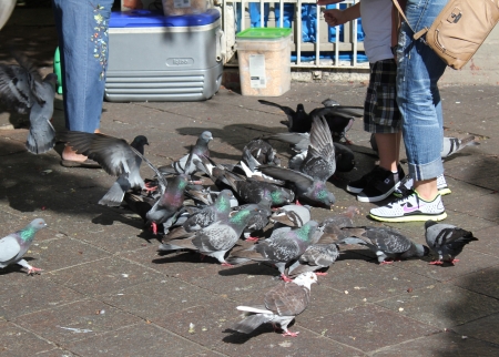 Pigeons in a municipal park in old San Juan, Puerto Rico swarm at the feet of visitors feeding them bits of bread のeditorial素材