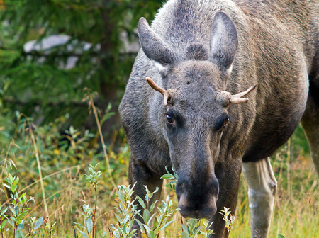 close contact with elkの写真素材