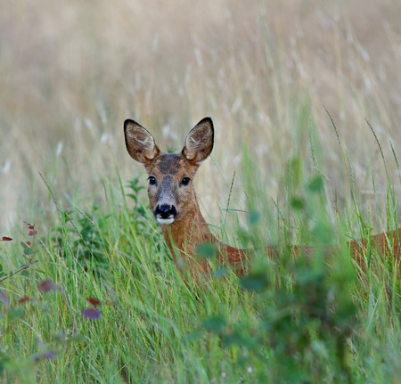 Roe deer wonder what i am doingの写真素材