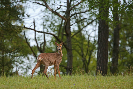 Roe deer looking at meeの写真素材