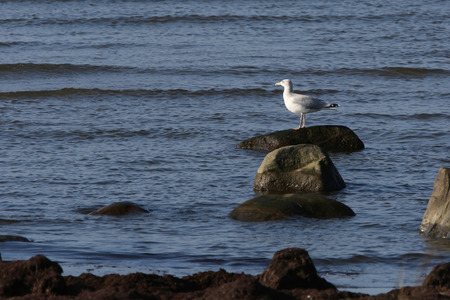 Gull is resting on a stoneの写真素材