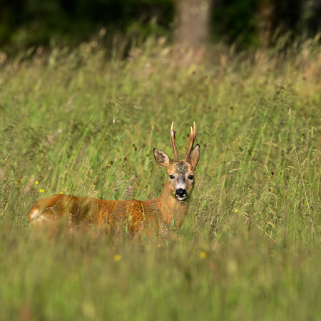 Buck goes into the tallgrassの写真素材