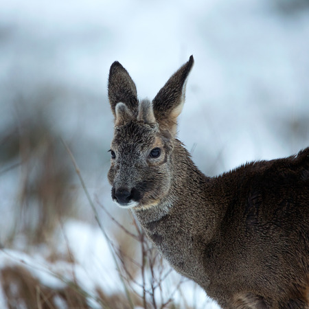 Roebuck in winter coatの写真素材