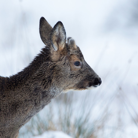 Doseup of deer in winter coatの写真素材