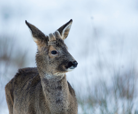 Roebuck in winter coldの写真素材