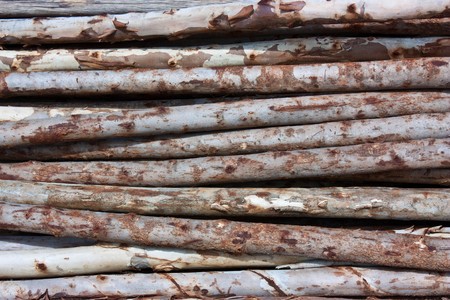 These young wood were cut in order to prepare for the construction.の写真素材