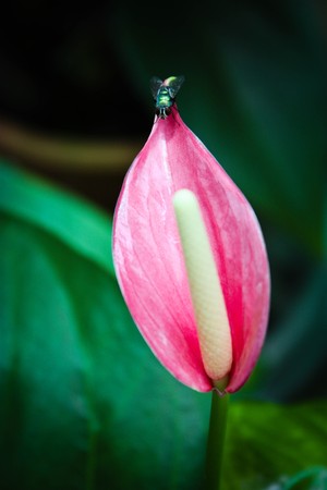The color of the fly is really contrast with the color of the flower.の写真素材