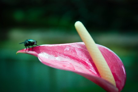 The color of the fly is really contrast with the color of the flower.の写真素材