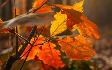 Beautiful and colorful autumn leaves illuminated by the warm sun of the setting sunの写真素材