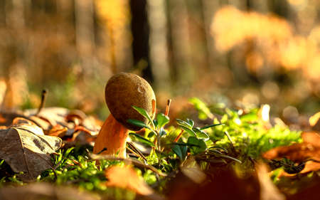 Mushrooms growing in the glow of the sunの写真素材