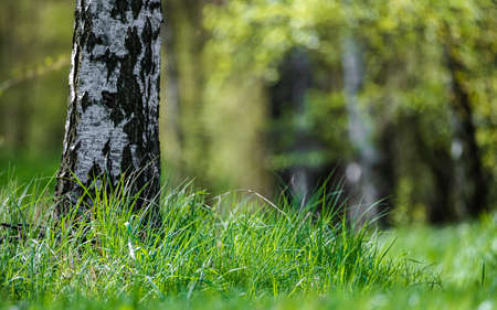 A lonely birch in a forest clearing surrounded by green grass.の写真素材