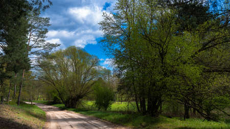 A forest road on a warm spring afternoon.の写真素材