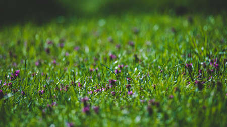 A forest clearing on a warm spring afternoon covered with grass and clover.の写真素材