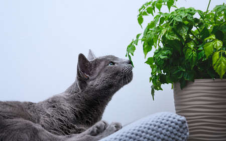 The cat sniffs the houseplant. Safe plants for the cat. Radermacher.の写真素材