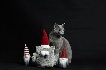 Cat and Santa Claus. Cat and Santa Claus. Christmas Russian blue cat. Russian cat and Santa Claus. Cat and dwarves. Cat and toys.の写真素材