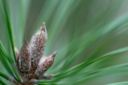 A macro shot of pine tree buds with a softly blurred green background, showing intricate details in natural light. Ideal for projects on nature, ecology, forestry, botany.の写真素材