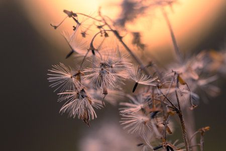 A macro photo of delicate seeds with fluffy parachutes against the warm light of a sunset. Perfect for projects about nature, botany, autumn, and the beauty of wildlife.の写真素材