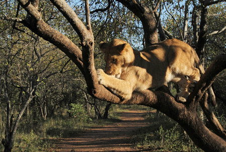 Lion devouring chicken in a treeの写真素材
