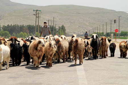 Shepherd and his flock of sheep crossing a road near Shiraz, Iranのeditorial素材