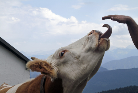 Funny cow extending its tongue in the Alpsの写真素材