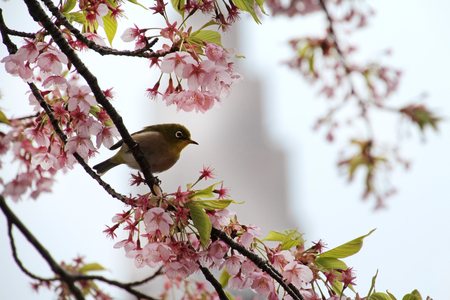 Mejiro during sakura season in a cherry blossom tree in Tokyo, Japanの写真素材