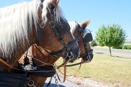 Two horses with blinders standing in the sun near a roadの写真素材