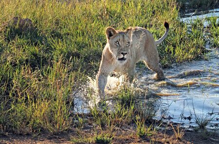 Young lion running through the shallow water of a pond at a South African wildlife reserveの写真素材