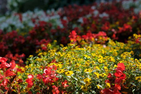 Red and yellow flowers on a sunny dayの写真素材