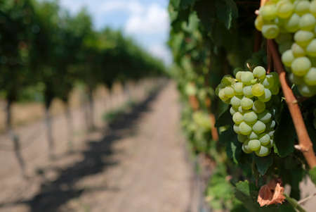 Beautiful vineyard landscape in the Palatinate region in Germanyの写真素材