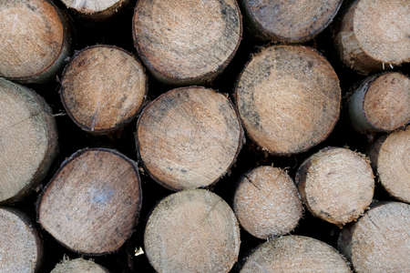 Stacked tree logs in a forestの写真素材