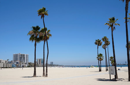 Palm trees at Long Beach, Los Angeles, Californiaの写真素材