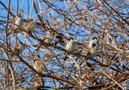 Multiple sparrows sitting in a tree in Japanの写真素材
