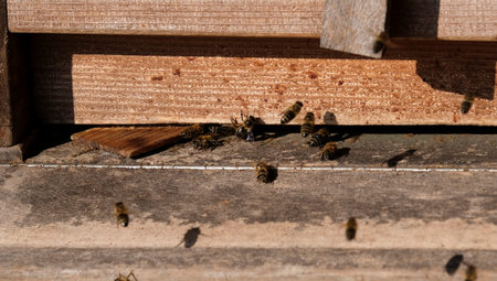 Bees entering a wooden beehive in the afternoon hours
