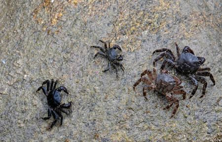 Crabs on Illa do Faro (CÃ­es Islands) in Galicia, Spain