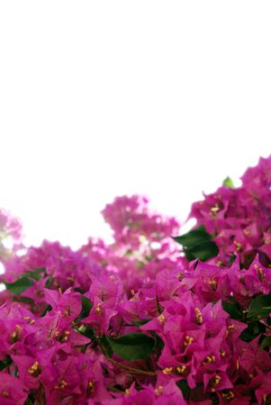 tropical flowersの写真素材
