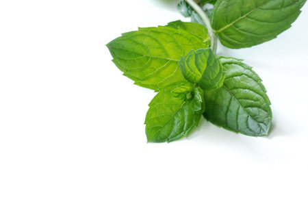 mint